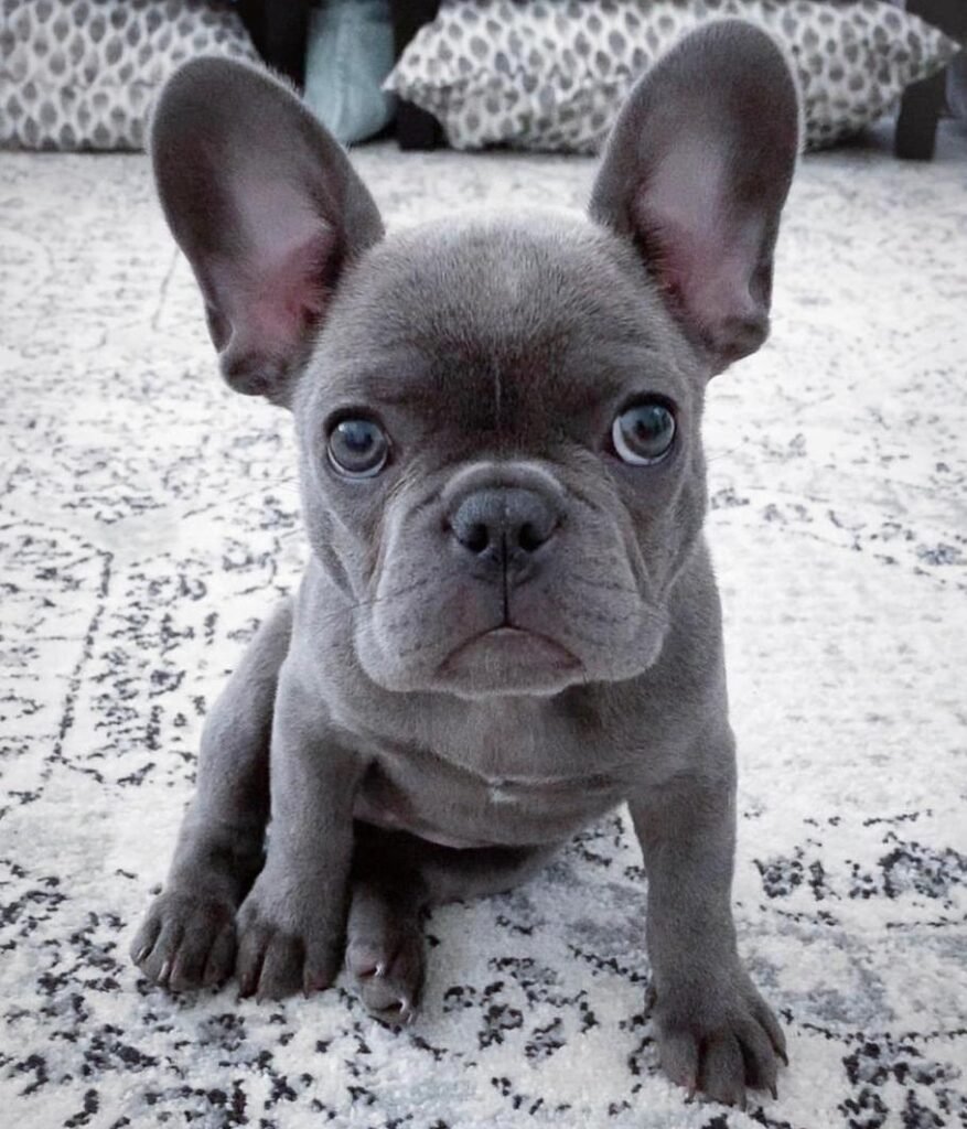 Französische Bulldoggenwelpen zu verkaufen
