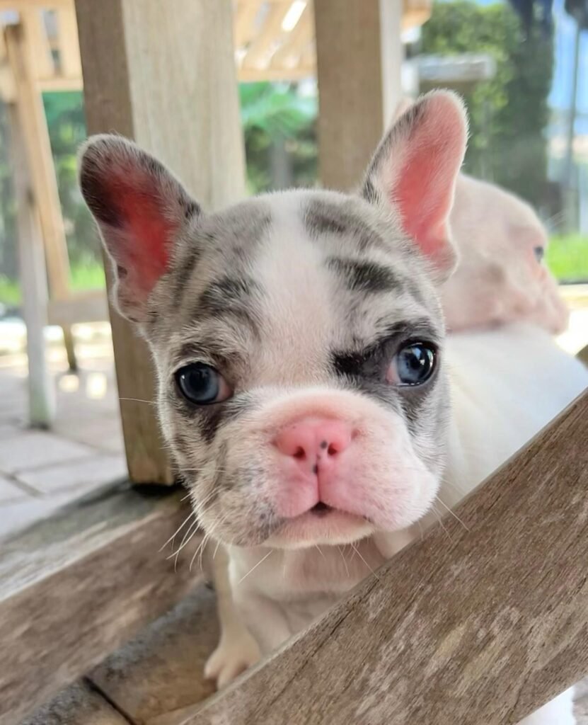 Französische Bulldoggenwelpen zu verkaufen