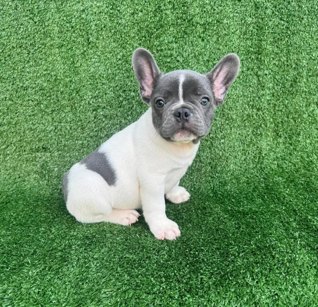 Französische Bulldoggenwelpen zu verkaufen
