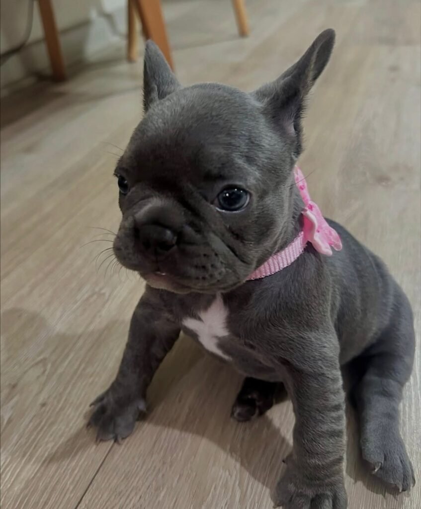Französische Bulldoggenwelpen zu verkaufen